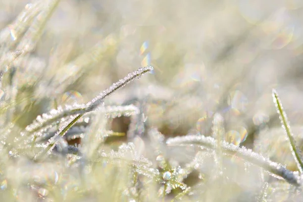 Frost Blade Grass Beautiful Winter Seasonal Natural Background — Stock Photo, Image