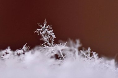 Kar tanesi. Makro fotoğraf gerçek kar kristal. Güzel kış arka plan mevsimlik doğa ve kış şehrinde hava durumu.