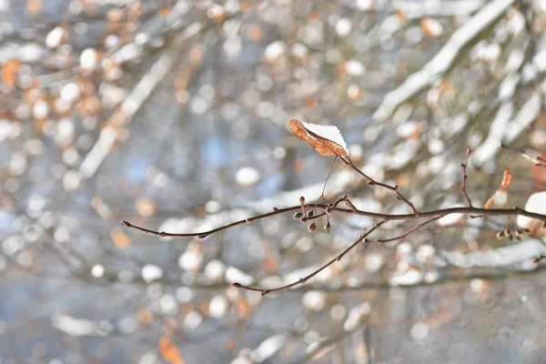 Paysage Hivernal Froid Sur Les Branches Beau Fond Naturel Saisonnier — Photo