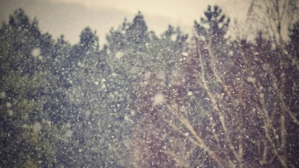 Chute de neige. Beau fond d'hiver nature saisonnière et le temps en hiver. Paysage hivernal avec neige tombante . — Photo