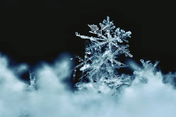 Fiocco di neve. Macro foto di vero cristallo di neve. Bellissimo sfondo invernale natura stagionale e il tempo in inverno . — Foto Stock