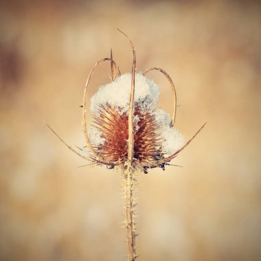 Donmuş thistle karla kaplı
