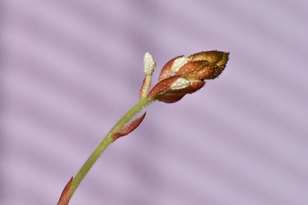 Makro Närbild Jewel Orchid Ludisia Missfärga — Stockfoto