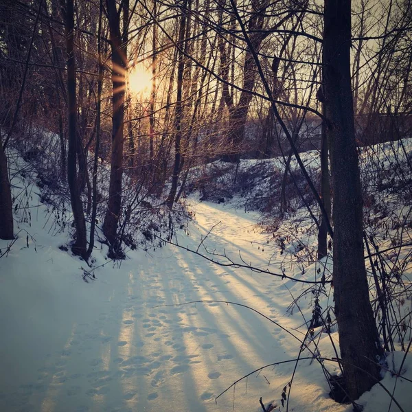 겨울 풍경-서리가 내린 나무입니다. 자연 눈입니다. 아름 다운 계절 자연 배경. — 스톡 사진