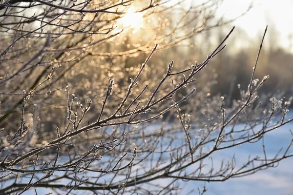 冬の風景 - 冷ややかなツリー。雪と自然。美しい季節の自然な背景. — ストック写真