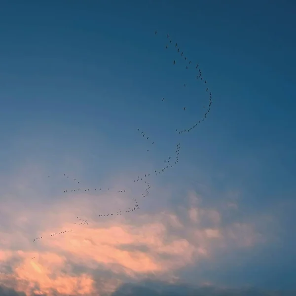 Ένα σμήνος πουλιών με φόντο έναν γαλάζιο ουρανό — Φωτογραφία Αρχείου