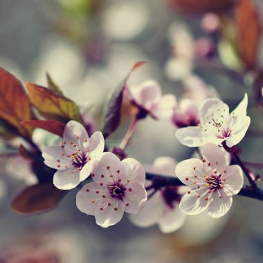 Bahar çiçekleri. Çiçek açan güzel bir ağaç dalı. Kiraz - Sakura ve güneş doğal renklerde.