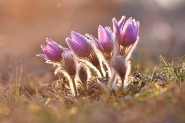 Bahar çiçekleri. Çok güzel çiçek açan pask çiçekleri ve doğal renklerde bir arka planı olan güneş. (Pulsatilla grandis)