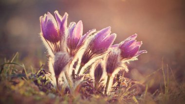 Bahar çiçekleri. Çok güzel çiçek açan pask çiçekleri ve doğal renklerde bir arka planı olan güneş. (Pulsatilla grandis)