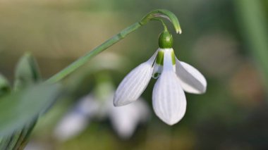 Bahar çiçekleri - kardelen. Güzel günbatımında kurtçukları çiçek açmış. Cins - Galanthus nivalis
