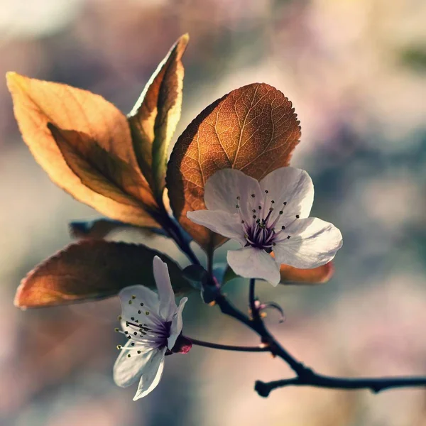 Fleurs printanières. Joliment florissante branche d'arbre. Cerise Sakura et le soleil avec un fond de couleur naturelle. — Photo