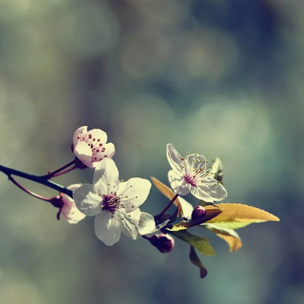 Fleurs printanières. Joliment florissante branche d'arbre. Cerise Sakura et le soleil avec un fond de couleur naturelle. — Photo