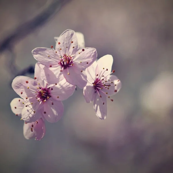 Voorjaarsbloemen Prachtig Bloeiende Tak Van Boom Kersen Sakura Zon Met — Stockfoto