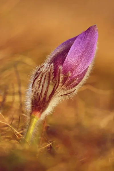 Jarní květiny. Krásně kvetoucí pasque květiny a slunce s přirozeným barevným pozadím. (Pulsatilla grandis) — Stock fotografie