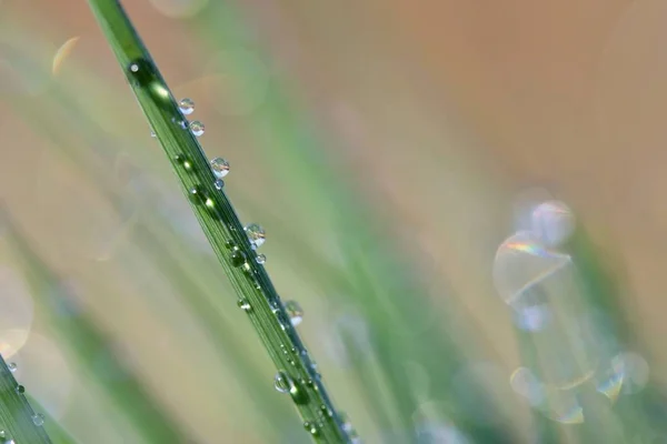 Весной. Естественный фон зеленой травы с росой и каплями воды. Сезонная концепция - утро в природе . — стоковое фото