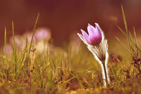 Jarní sezóna. Krásné fialové květy kvetoucí v slunečný den. S přírodní barevné pozadí na louce. (Pupavu květ Pulsatilla grandis) — Stock fotografie