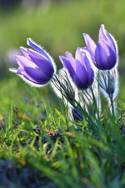 Voorjaarsbloemen. Prachtig bloeiende pasque bloem en zon met een natuurlijke gekleurde achtergrond. (Pulsatilla grandis) — Stockfoto
