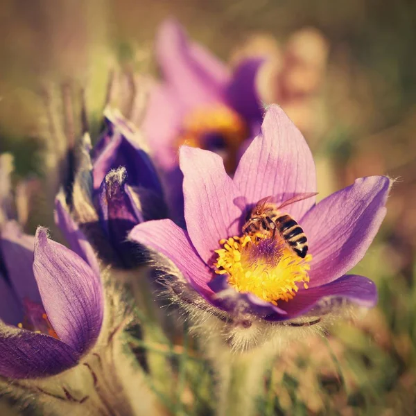 Весенние Цветы Красиво Цветущий Паскский Цветок Солнце Естественном Цветном Фоне — стоковое фото