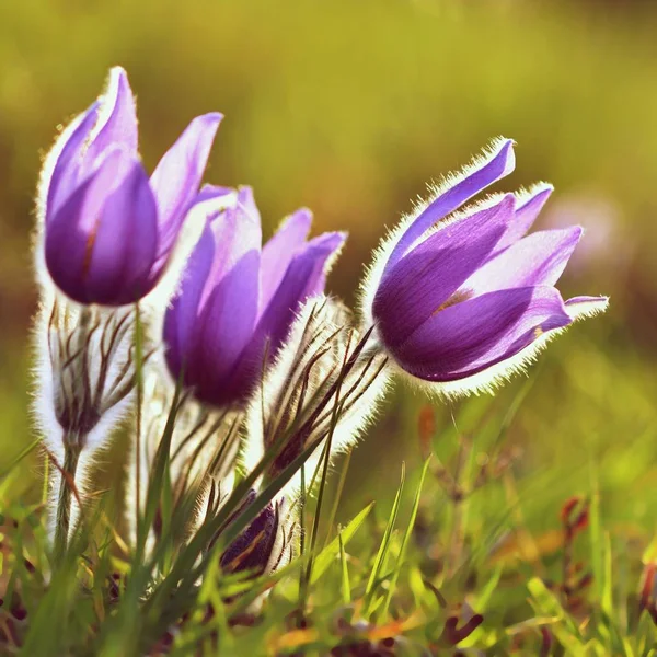 Spring flowers. Beautifully blossoming pasque flower and sun with a natural colored background. (Pulsatilla grandis) — Stock Photo, Image