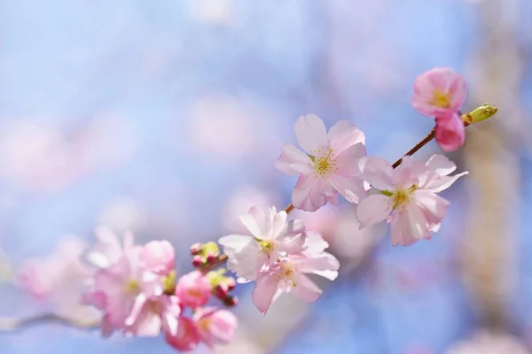 Schöner Blütenbaum Naturszene Mit Sonne Einem Sonnigen Tag Frühlingsblumen Abstrakter — Stockfoto