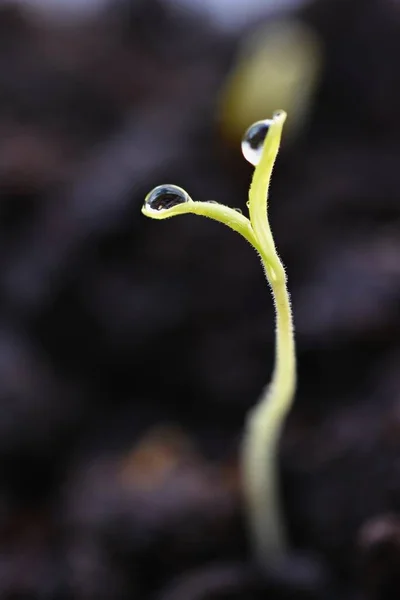 Zelený výhonek vyrůstající ze země. Rostliny rašících mladých listů. Jarní pozadí - zahrada. — Stock fotografie