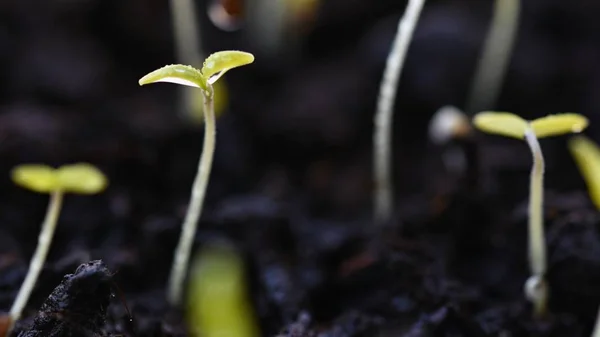 Зелена Паростка Росте Землі Молоде Листя Dewy Проростає Рослинами Весняний — стокове фото