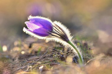 Bahar çiçekleri. Çok güzel çiçek açan pask çiçekleri ve doğal renklerde bir arka planı olan güneş. (Pulsatilla grandis)