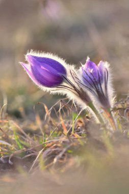 Bahar çiçekleri. Çok güzel çiçek açan pask çiçekleri ve doğal renklerde bir arka planı olan güneş. (Pulsatilla grandis)