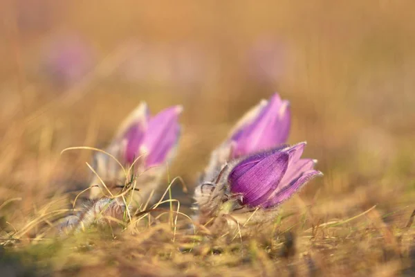 Flores de primavera. Hermosa flor pascual floreciente y sol con un fondo de color natural. (Pulsatilla grandis) —  Fotos de Stock