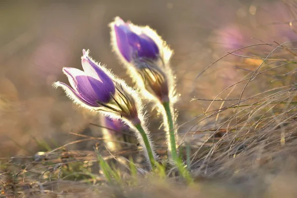 Flores de primavera. Hermosa flor pascual floreciente y sol con un fondo de color natural. (Pulsatilla grandis) —  Fotos de Stock