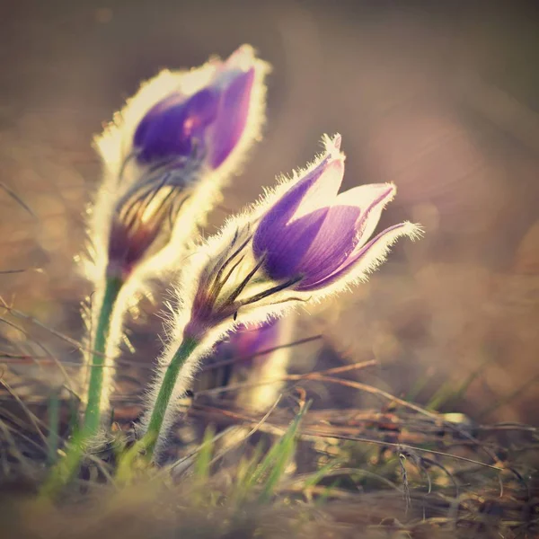 Jarní květiny. Krásně kvetoucí pasque květiny a slunce s přirozeným barevným pozadím. (Pulsatilla grandis) — Stock fotografie