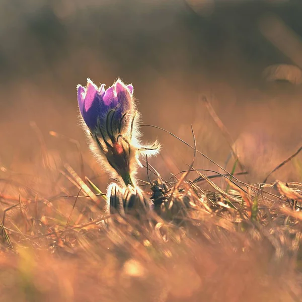 Jarní květiny. Krásně kvetoucí pasque květiny a slunce s přirozeným barevným pozadím. (Pulsatilla grandis) — Stock fotografie