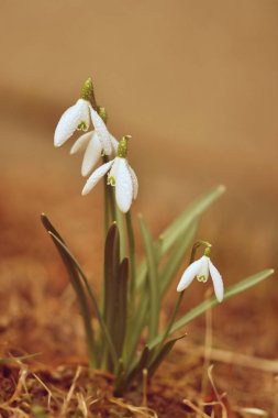 Spring flowers - snowdrops. Beautifully blooming in the grass at sunset. Amaryllidaceae - Galanthus nivalis clipart