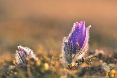 Bahar çiçekleri. Çok güzel çiçek açan pask çiçekleri ve doğal renklerde bir arka planı olan güneş. (Pulsatilla grandis)