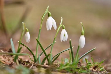 Bahar çiçekleri - kardelen. Güzel günbatımında kurtçukları çiçek açmış. Cins - Galanthus nivalis