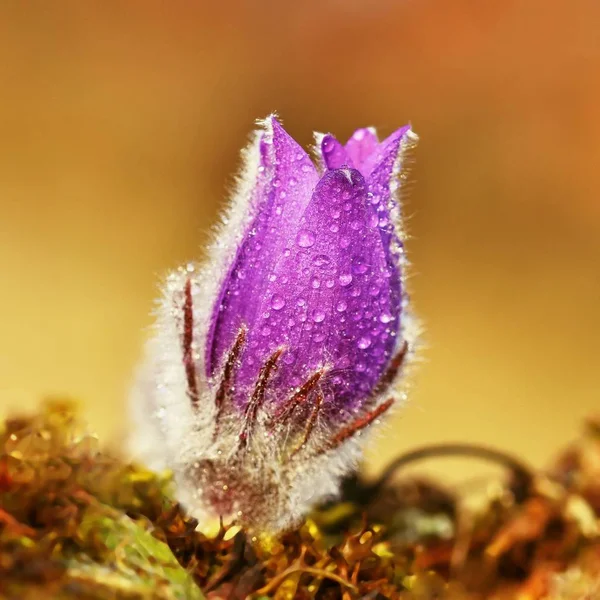 Flores de primavera. Hermosa flor pascual floreciente y sol con un fondo de color natural. (Pulsatilla grandis) — Foto de Stock