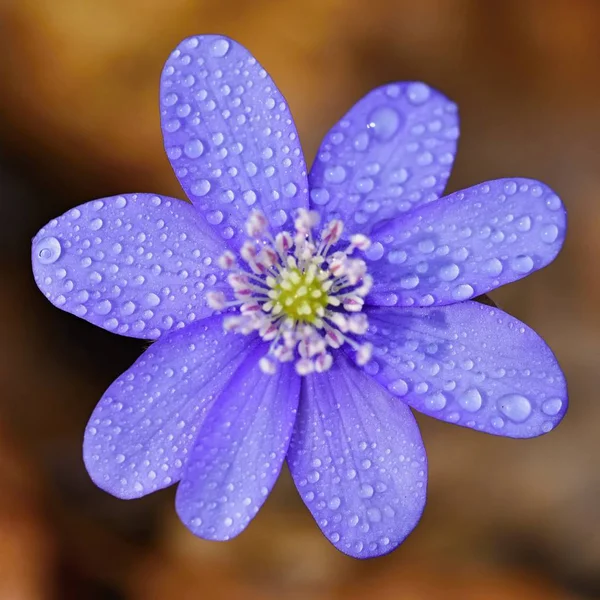 Flor Primavera Hermosa Floración Primeras Flores Pequeñas Bosque Hepática Hepatica — Foto de Stock