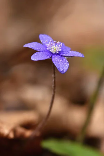 Flor de primavera. Hermosa floración primeras flores pequeñas en el bosque. Hepática. (Hepatica nobilis) — Foto de Stock