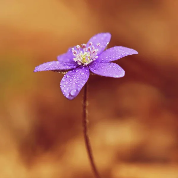 Flor de primavera. Hermosa floración primeras flores pequeñas en el bosque. Hepática. (Hepatica nobilis) — Foto de Stock