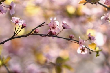 Güzel çiçek açan Japon kirazı, Sakura. Bir bahar günü çiçekli arka plan.