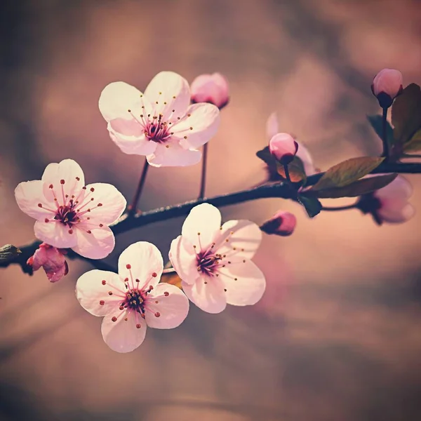 Fond printanier. Bel arbre à fleurs cerisier japonais Sakura. Fleurs par une journée ensoleillée . — Photo