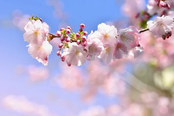 Красивое цветущее дерево. Сцена природы с солнцем в солнечный день. Весенние цветы. Абстрактный размытый фон весны . — стоковое фото
