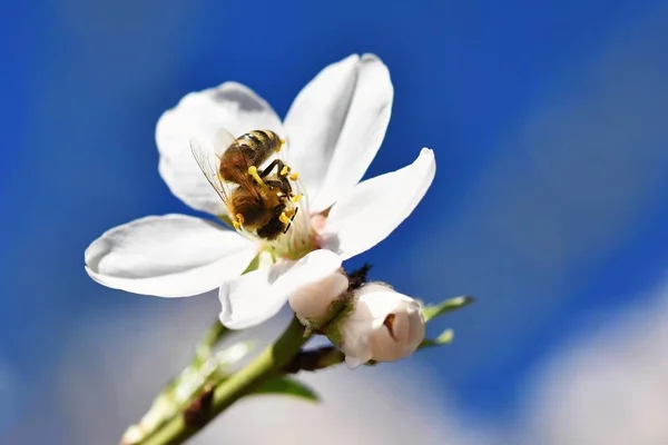 Весенний фон. Красиво цветущее дерево с пчелой. Цветок в природе . — стоковое фото