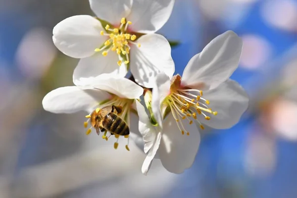 Jaro Pozadí Krásně Kvetoucí Strom Bee Květiny Přírodě — Stock fotografie