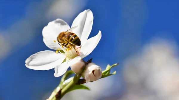 Jaro Pozadí Krásně Kvetoucí Strom Bee Květiny Přírodě — Stock fotografie