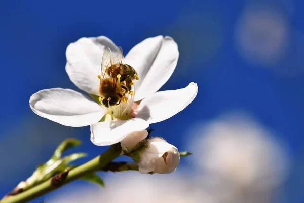 Jaro na pozadí. Krásně Kvetoucí strom s bee. Květiny v přírodě. — Stock fotografie