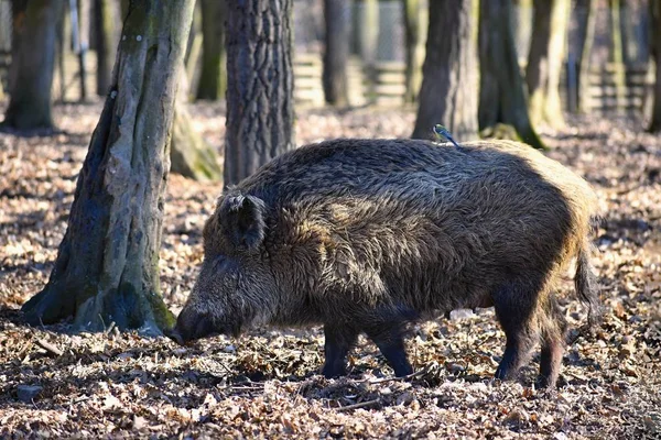 Animal - wild boar in the wild. — Stock Photo, Image