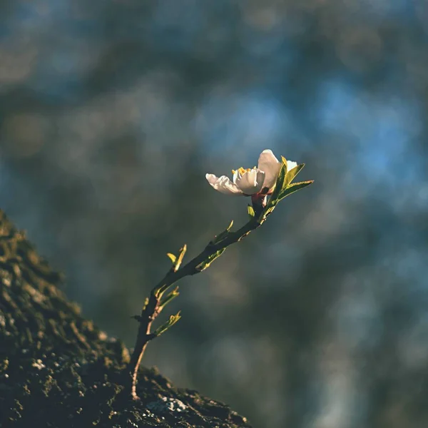 Árbol Primavera Hermosa Almendra Floreciente — Foto de Stock
