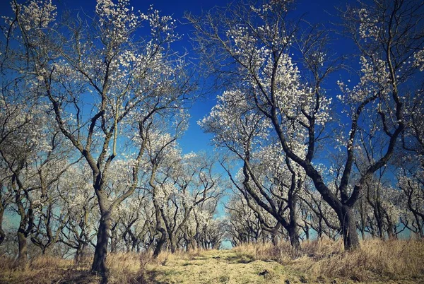 Jarní strom. Krásné kvetoucí mandle. — Stock fotografie