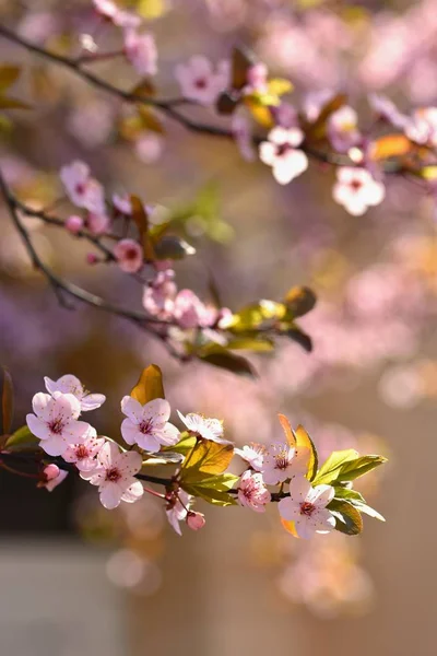 Fleurs printanières. Joliment florissante branche d'arbre. Cerise japonaise Sakura et le soleil avec un fond de couleur naturelle . — Photo